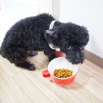 犬 ウンチを食べる 対策と原因 – 吐く場合は病気？