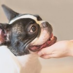 犬の食糞防止サプリメントの口コミ – フンロップゴールドとサプリ