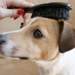 犬の耳掃除に使用するイヤーローション・イヤーパウダーの違いとは？