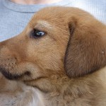 【犬の目薬】人間用の抗菌目薬は、目やに・結膜炎に使える？