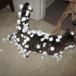 犬猫の静電気防止グッズ  – ネックレス・スプレーや首輪で対策