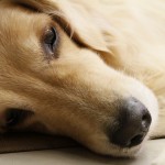 犬の白内障 手術費用と治療費 – 初期症状の見分け方