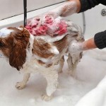 コラージュフルフルシャンプーを犬に使う – 脂漏性皮膚炎 マラセチア